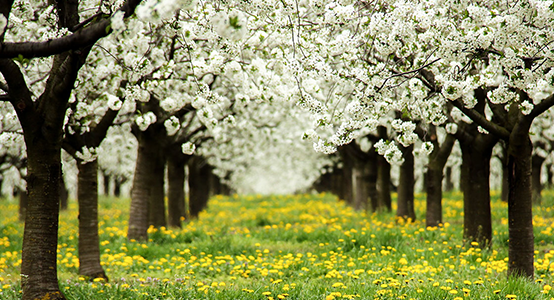 Sour cherry blossom in Hungary